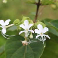 Clerodendrum
